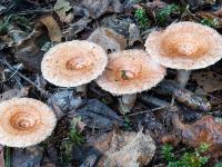 Reihe aus vier hellbraunen Pilzen